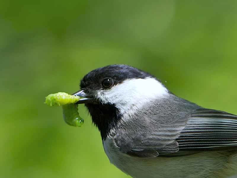 這些植物能吸引各種鳥類到你的院子裡。