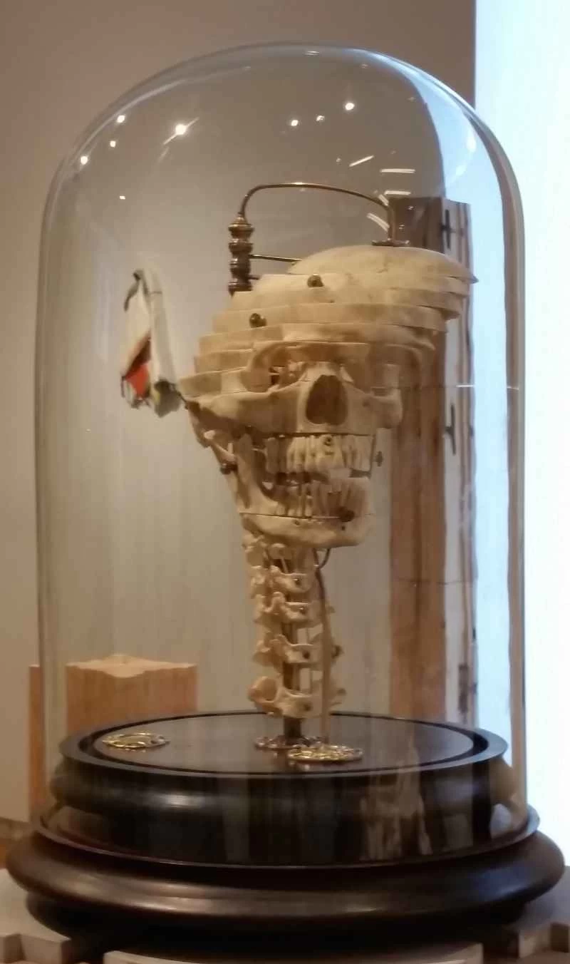 解剖過的人類頭骨