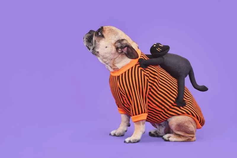 寵物該穿萬聖節服裝嗎？你的毛茸茸的朋友或許能幫你做決定。