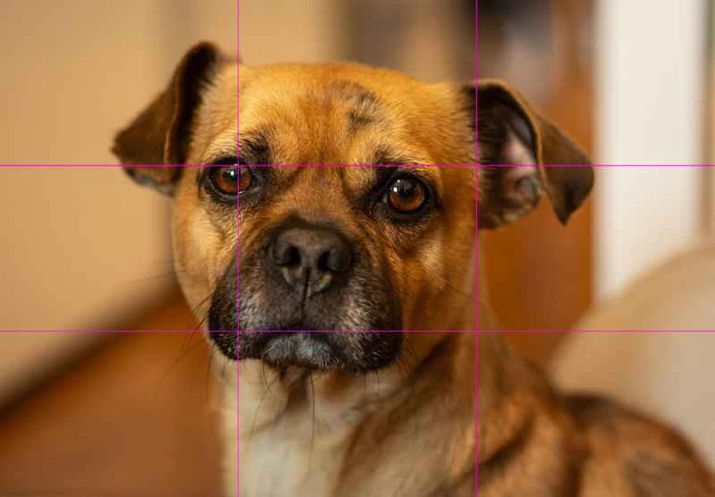 一張狗的照片,上面疊加了一個三乘三的網格,用來展示攝影中的三分法構圖。