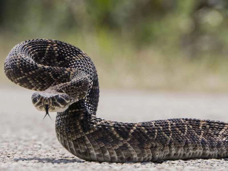 西部菱背響尾蛇