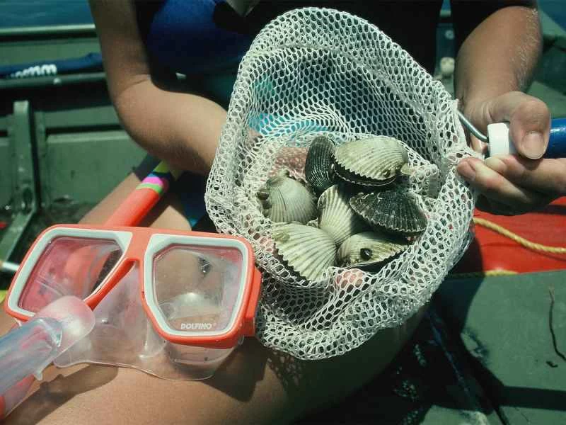 滿網的扇貝。