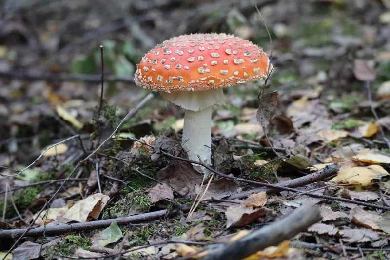 毒蠅傘（Amanita muscaria）