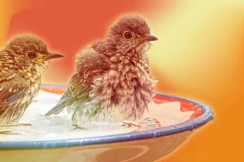 用復古物件打造優雅又簡單的鳥浴盆