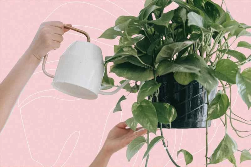 良好的排水是保持室內植物存活的關鍵。以下這些小技巧或許能幫到你。