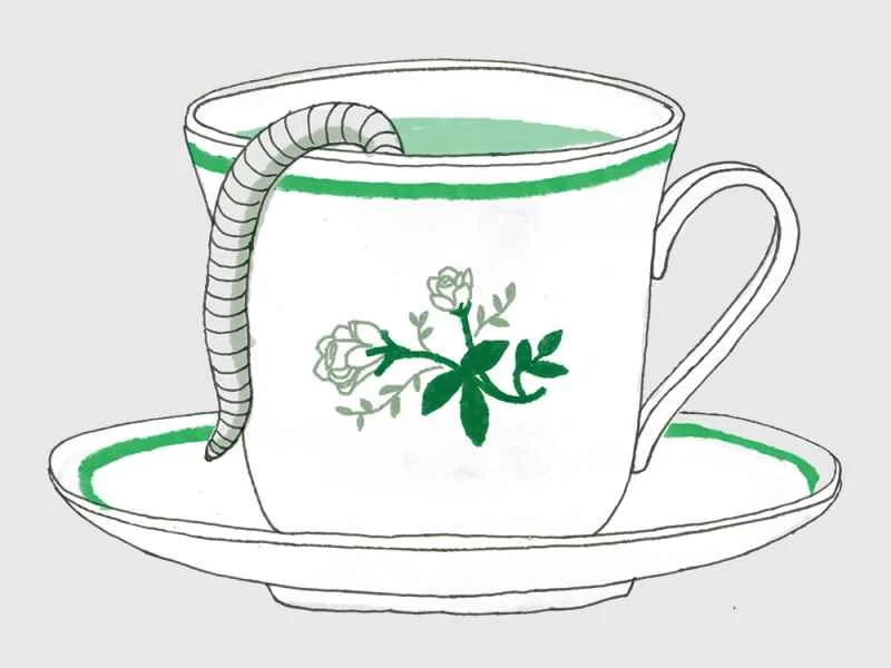 如何沖泡蚯蚓茶