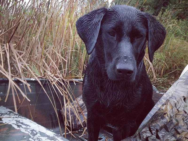 8種常見的野生植物對狗狗有毒