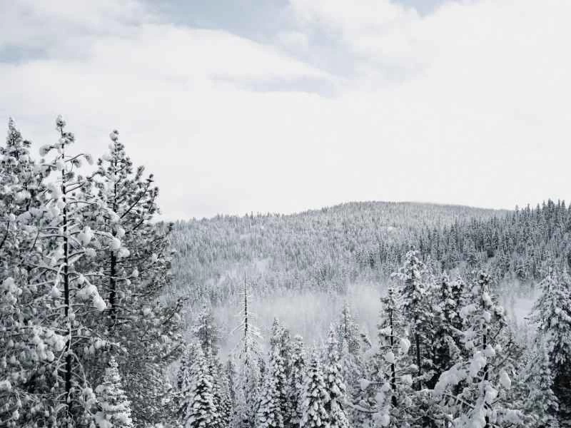 冬季白雪皚皚的荒野森林