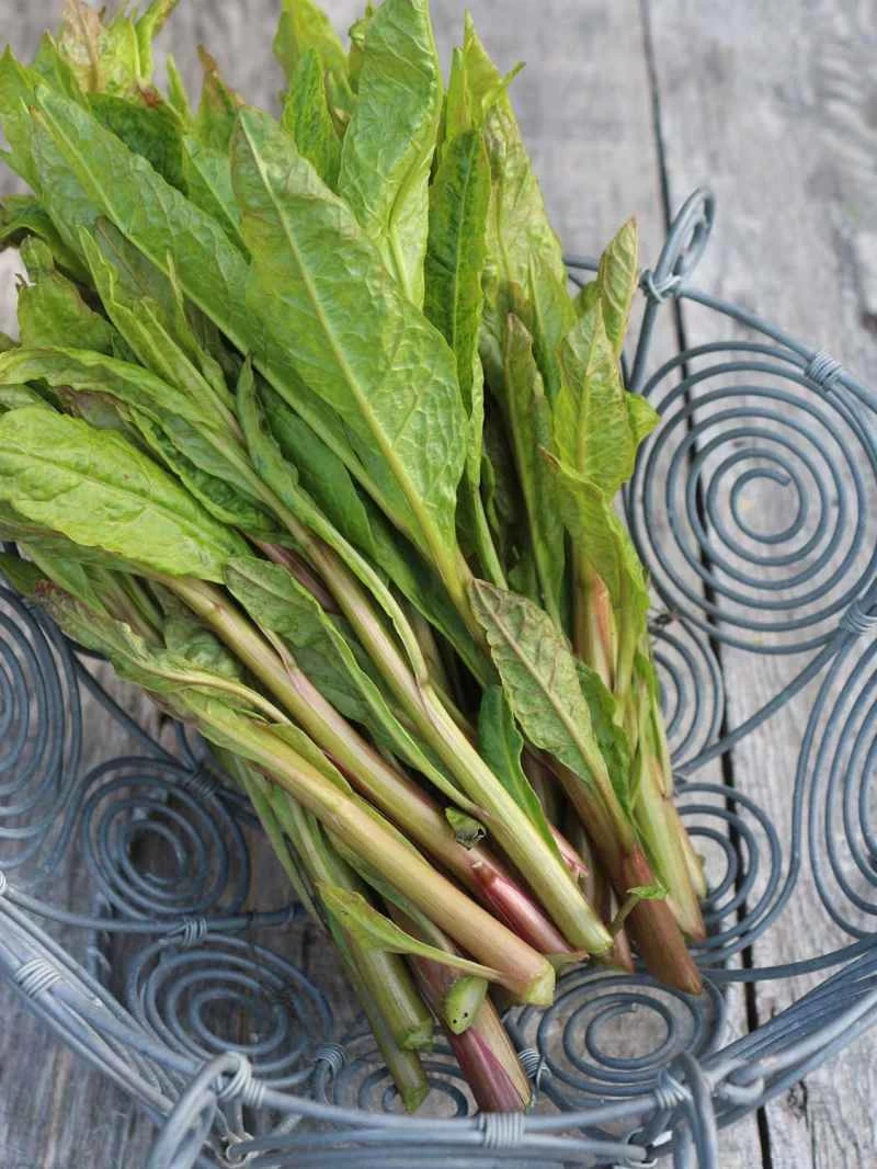 美洲商陸，*美洲商陸*