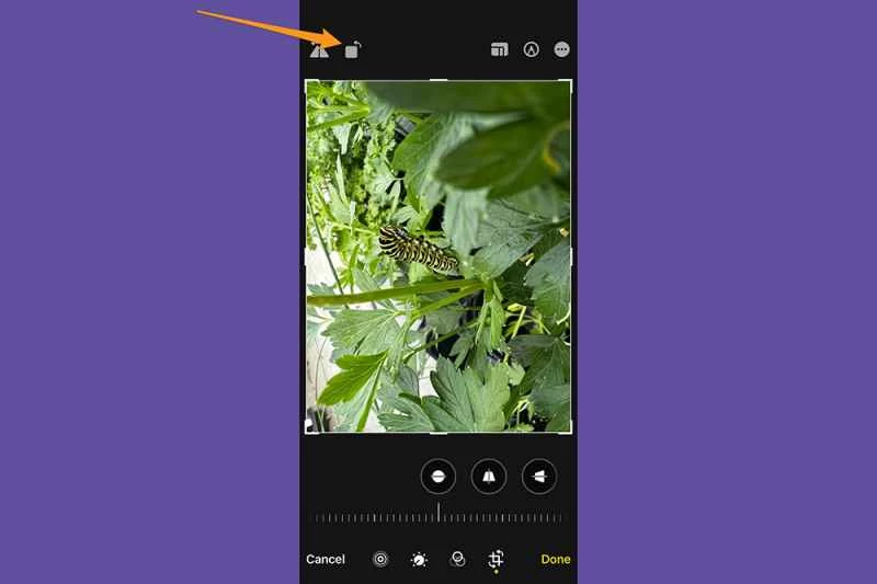 在 iPhone 照片應用程式中編輯照片時，會顯示圖片旋轉按鈕的位置。