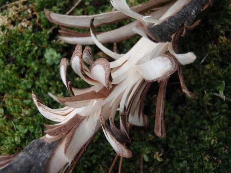 一根木雕絨毛棒。