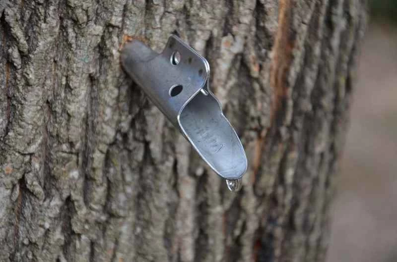 一棵被敲擊的樹，滴落著糖漿