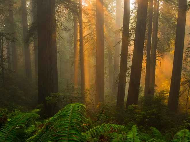紅杉國家公園和州立公園