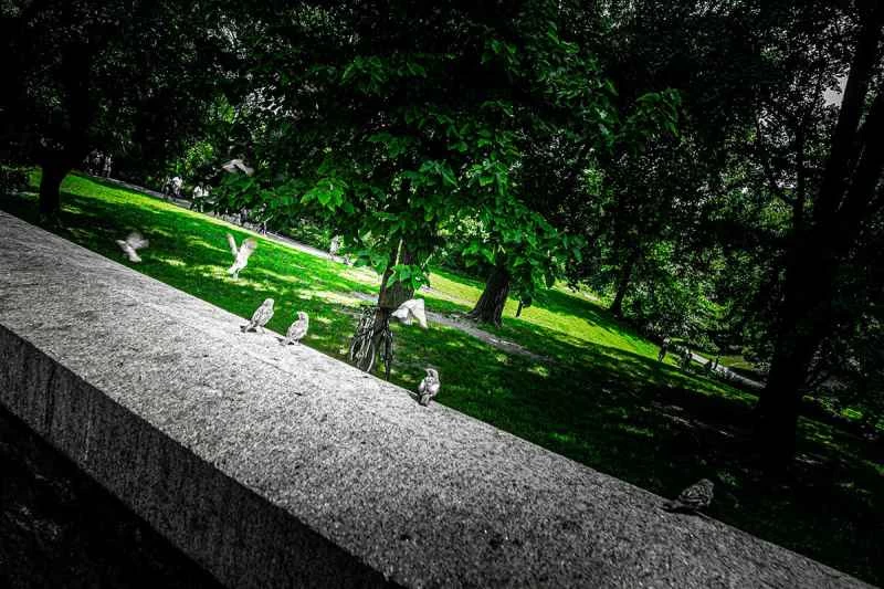 一張以傾斜角度拍攝的牆上鳥兒照片,經過HDR、暗角和其他後製。