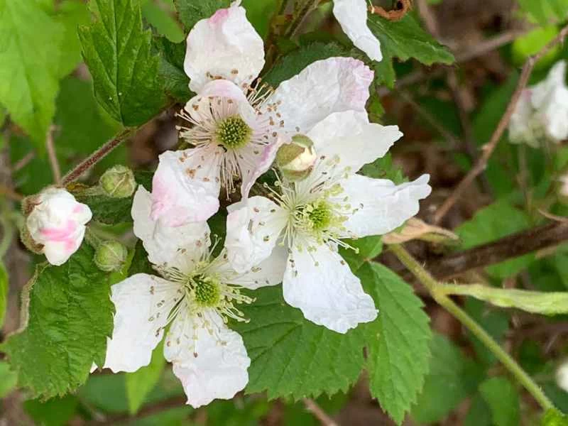 灌木叢上生長的一朵野花。