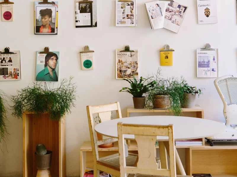 最適合養不好植物的人的室內植物