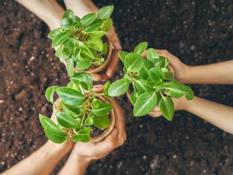 今年我們學到的7個關鍵植物養護技巧