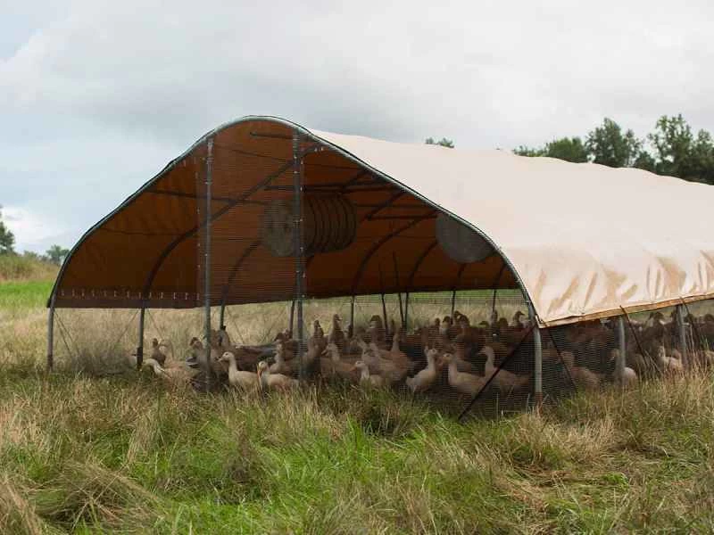 斯通巴恩斯牧場放養的鴨子