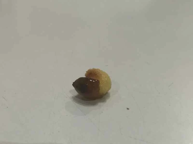 爐灶上半爆開的爆米花粒