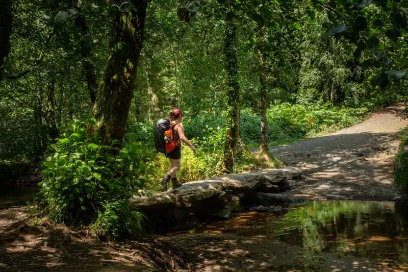 在樹林裡健行的人