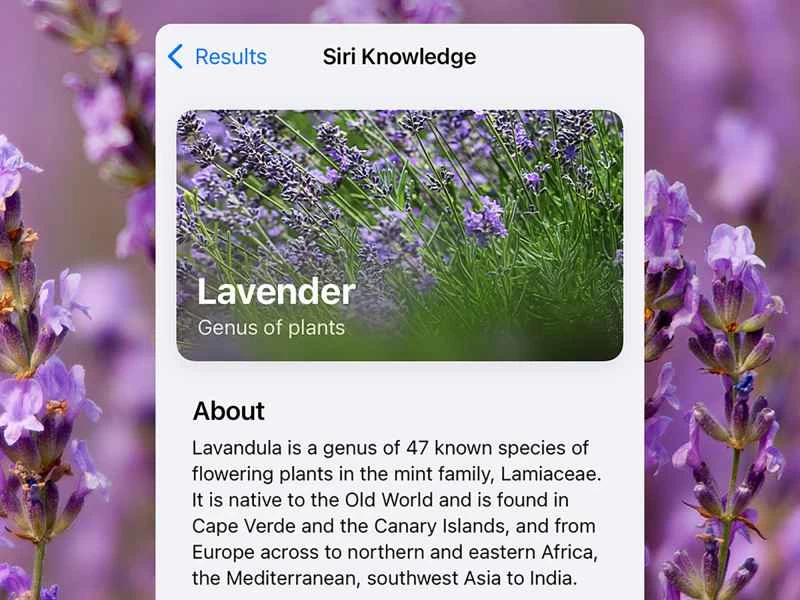 這是 iOS 系統上 Siri 視覺尋找功能的結果,顯示了有關薰衣草的資訊。