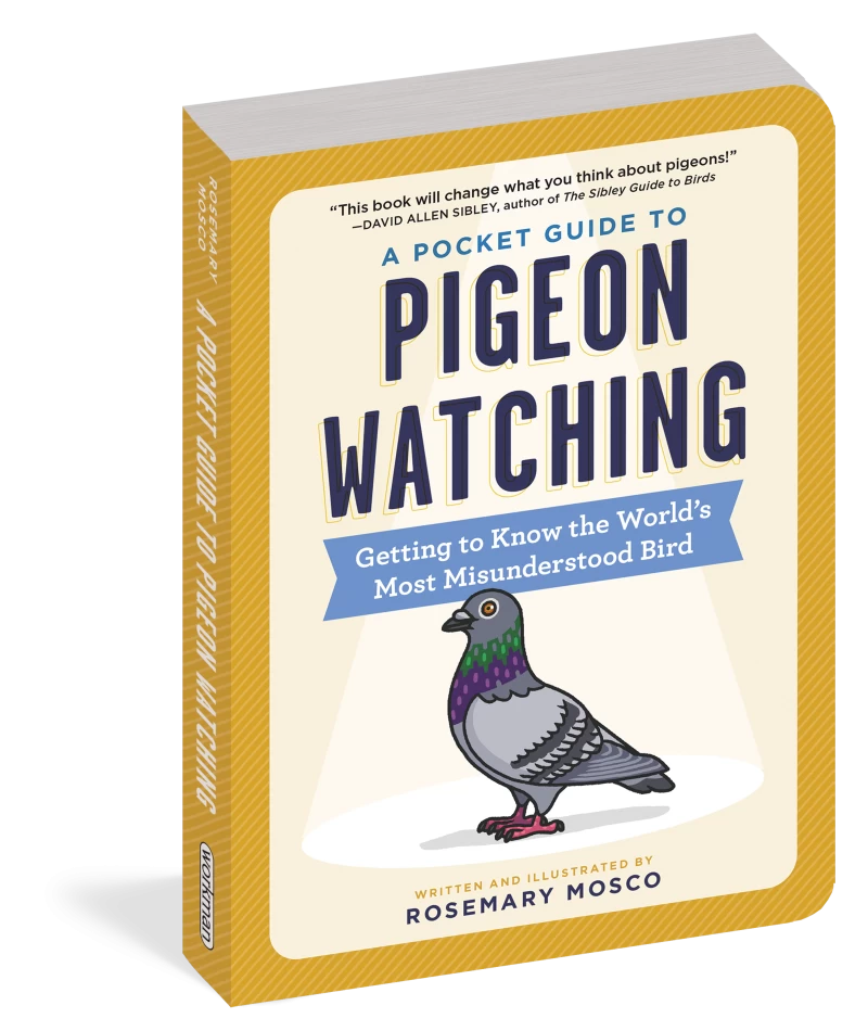 《鴿子觀賞袖珍指南》（作者：羅斯瑪麗·莫斯科）封面是一隻卡通灰鴿，背景為黃色