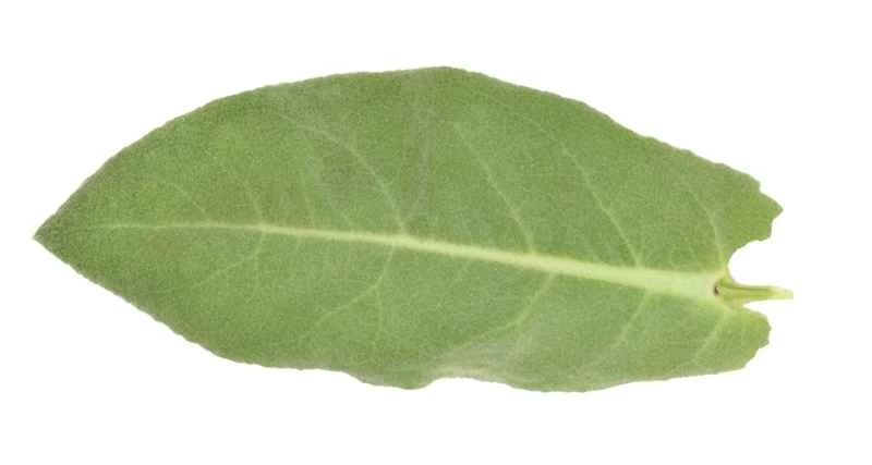 HG30D7 大毛蕊花 - Verbascum thapsus