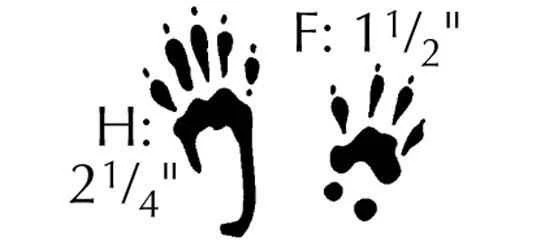 東部灰松鼠的足跡