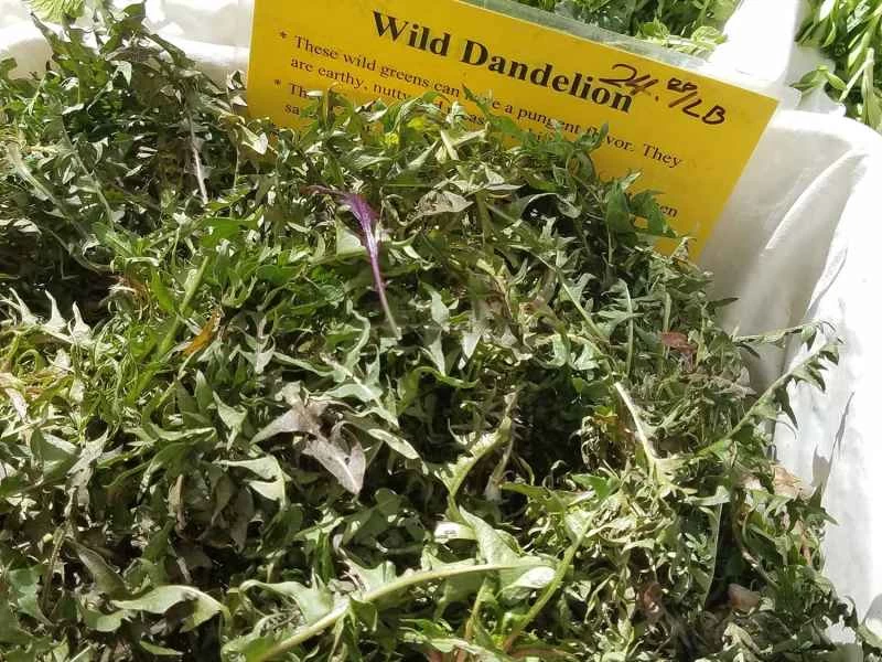 蒲公英，*Taraxacum officinale*