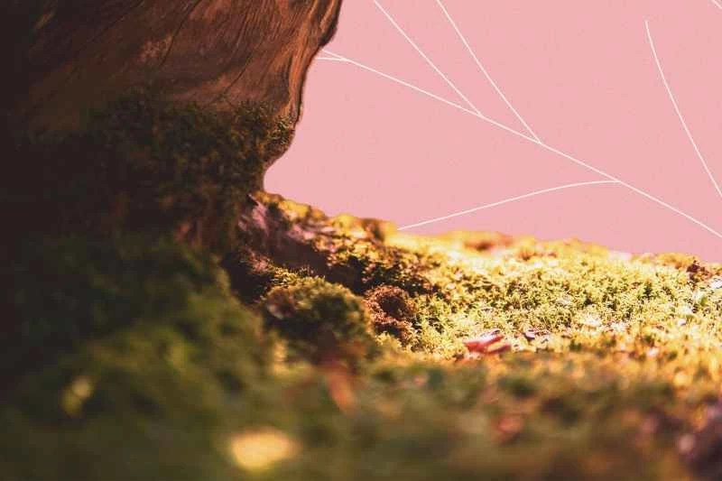 為什麼以及如何種植自己的苔蘚花園