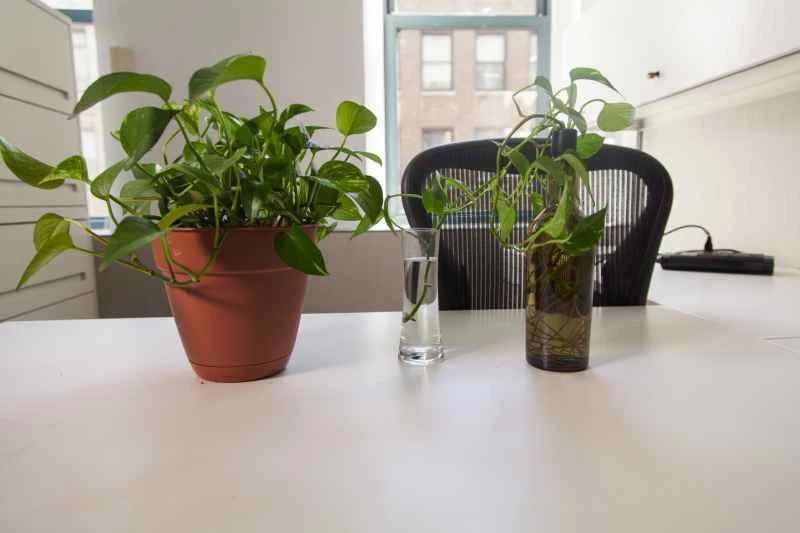 複製一份這種常見的辦公植物。