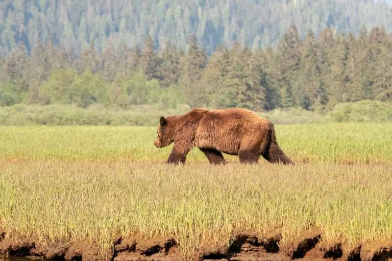 灰熊在草地上漫步