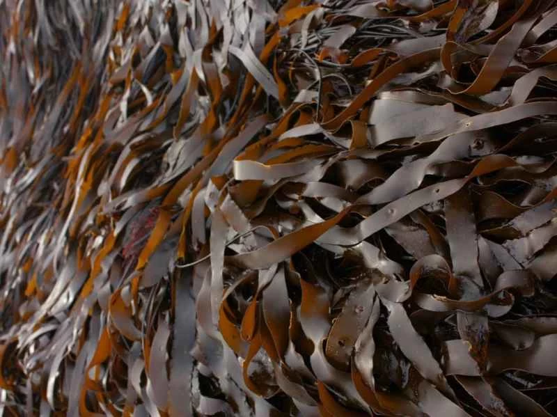 在俄勒岡州發現了水芹。