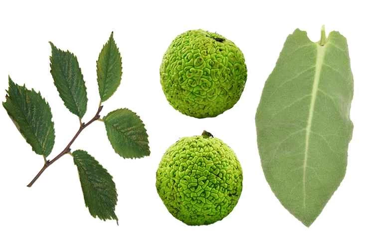 滑榆葉、奧塞奇橙和毛蕊花的大而柔軟的葉子