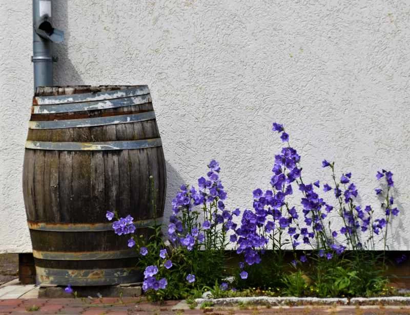 在屋簷落水管下方放置一個木桶來收集雨水