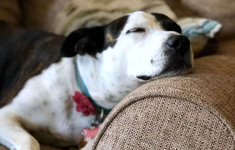 黑白相間的狗狗在沙發上打盹兒