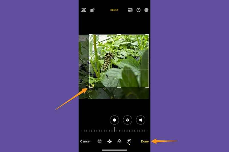 iPhone 照片應用，示範如何在編輯時透過拖曳裁剪輪廓的角落來裁剪照片。