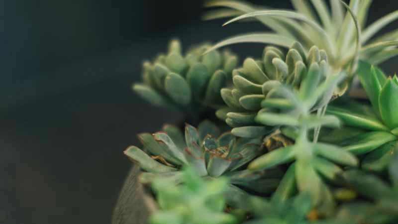 無限繁殖室內植物的技巧