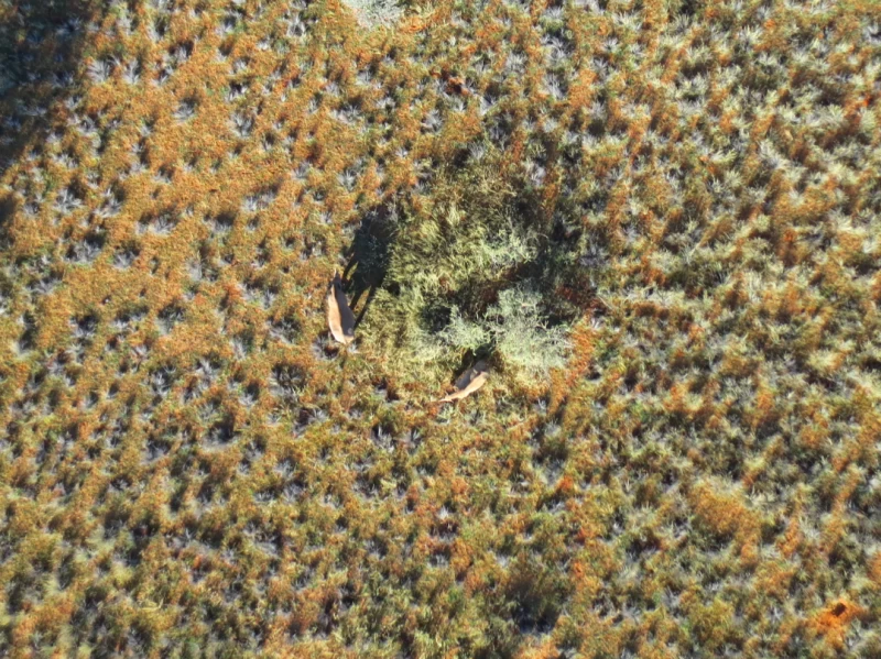 納米比亞的犀牛